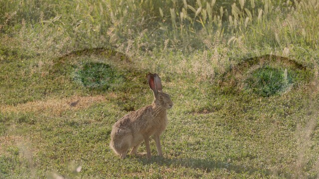 Eye to eye with the brown hare