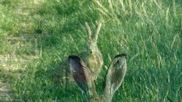 Bows and a ‘Dance en Pointe’