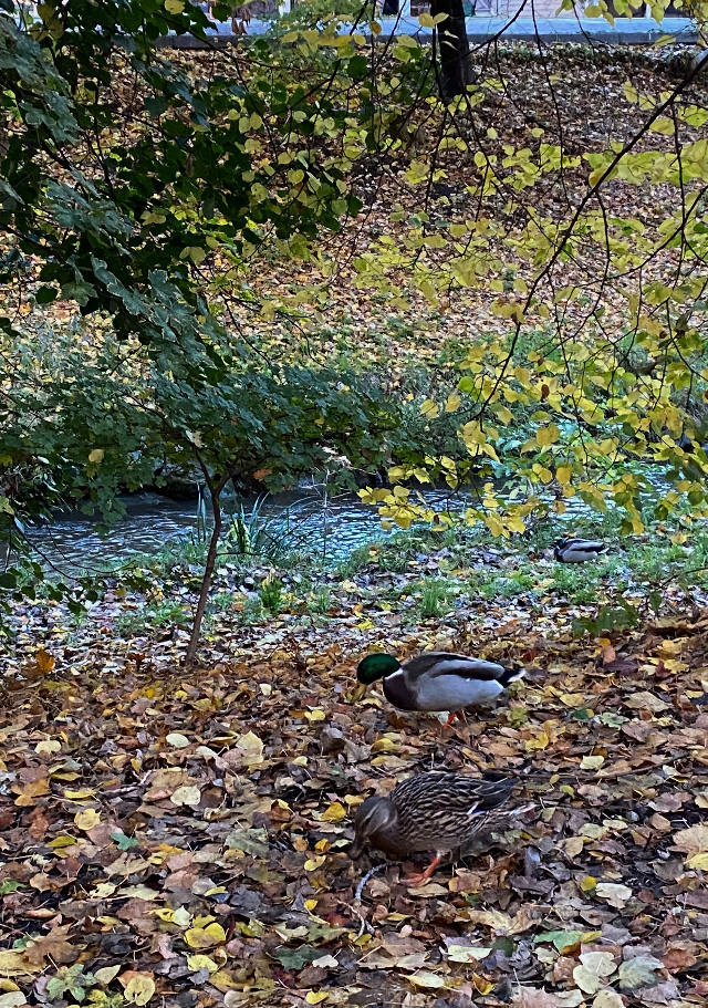 Playground Herbert Mayr Park