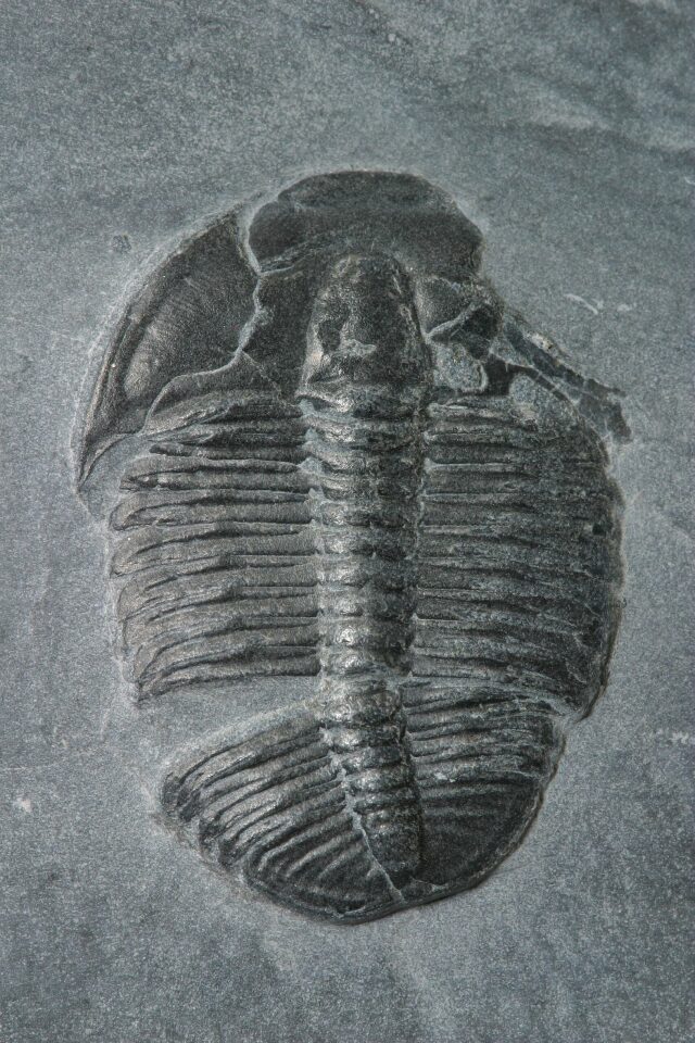 Trilobit