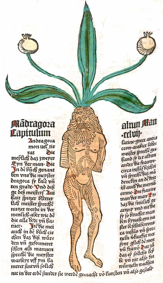 Kann die Pflanze denken?