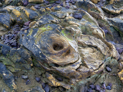 Cape Woolamai, Contingent Agencies