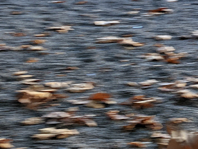 N-Stern-20220303-1600-Melbourne, Contingent Agencies